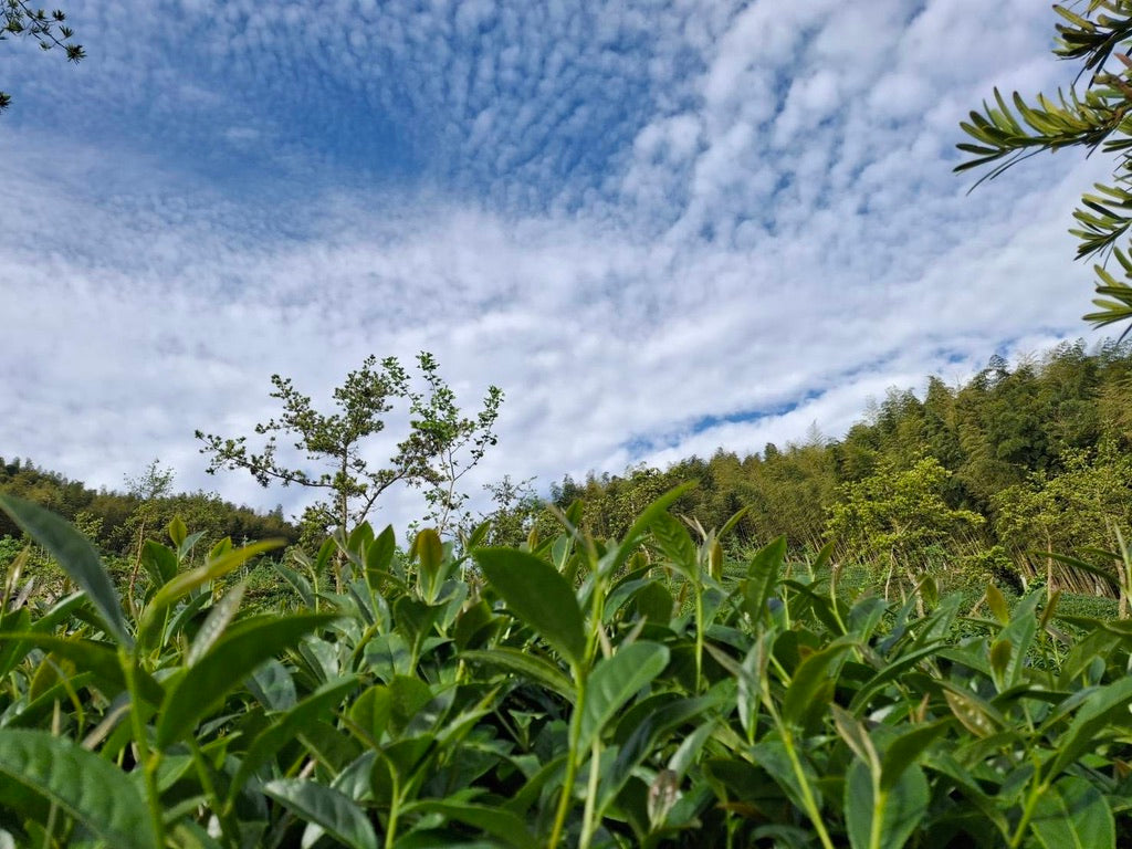 Shan Lin Xi tea growing in a field